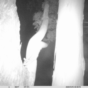 Petaurus norfolcensis at Charles Sturt University - 10 Dec 2020 12:08 AM
