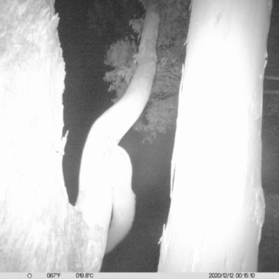 Petaurus norfolcensis (Squirrel Glider) at Monitoring Site 019 - Revegetation - 12 Dec 2020 by ChrisAllen