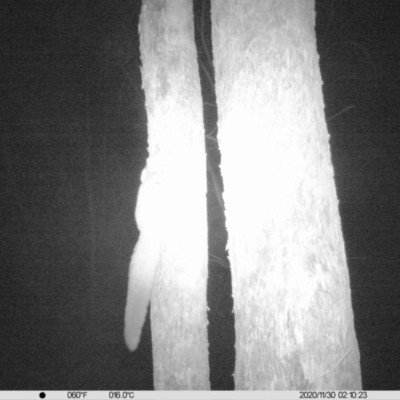 Petaurus norfolcensis (Squirrel Glider) at Monitoring Site 020 - Revegetation - 29 Nov 2020 by ChrisAllen