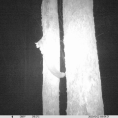 Petaurus norfolcensis (Squirrel Glider) at Monitoring Site 020 - Revegetation - 1 Dec 2020 by ChrisAllen