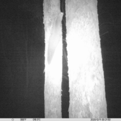 Petaurus norfolcensis (Squirrel Glider) at Monitoring Site 020 - Revegetation - 11 Dec 2020 by ChrisAllen