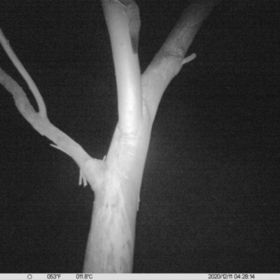 Petaurus norfolcensis (Squirrel Glider) at Monitoring Site 067 - Riparian - 11 Dec 2020 by ChrisAllen