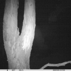 Petaurus norfolcensis (Squirrel Glider) at Thurgoona, NSW - 3 Dec 2020 by ChrisAllen
