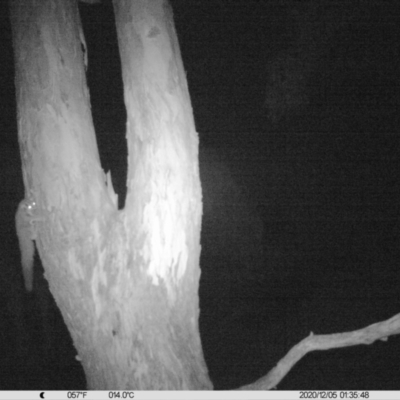 Petaurus norfolcensis (Squirrel Glider) at Thurgoona, NSW - 4 Dec 2020 by ChrisAllen