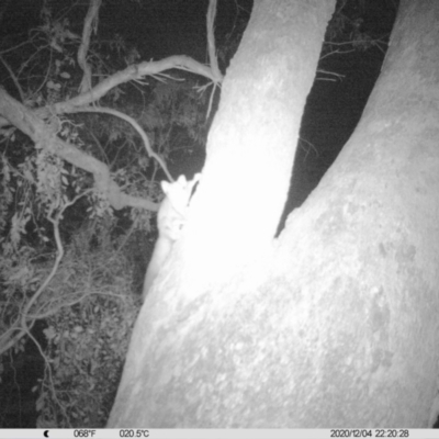 Petaurus norfolcensis (Squirrel Glider) at Monitoring Site 044 - Riparian - 4 Dec 2020 by ChrisAllen