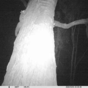 Petaurus norfolcensis at Table Top, NSW - 3 Dec 2020