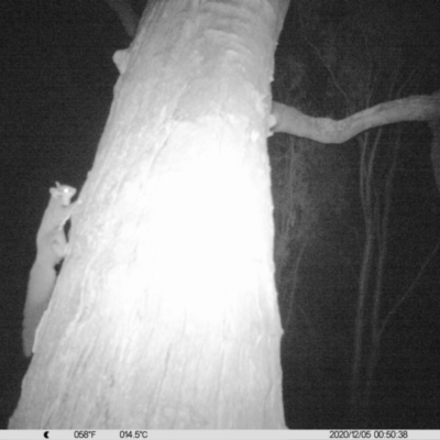 Petaurus norfolcensis (Squirrel Glider) at Table Top, NSW - 5 Dec 2020 by ChrisAllen