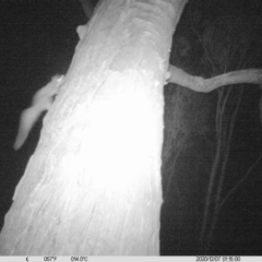 Petaurus norfolcensis (Squirrel Glider) at Table Top, NSW - 6 Dec 2020 by ChrisAllen