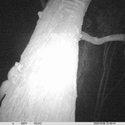 Petaurus norfolcensis (Squirrel Glider) at Table Top, NSW - 8 Dec 2020 by ChrisAllen