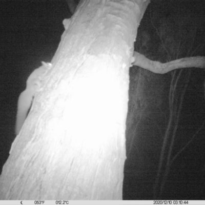 Petaurus norfolcensis (Squirrel Glider) at Table Top, NSW - 9 Dec 2020 by ChrisAllen