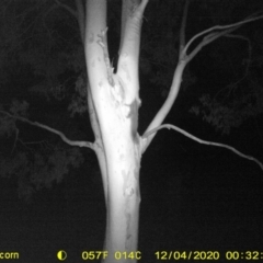 Petaurus norfolcensis (Squirrel Glider) at Table Top, NSW - 4 Dec 2020 by ChrisAllen