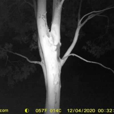 Petaurus norfolcensis (Squirrel Glider) at Albury - 4 Dec 2020 by ChrisAllen