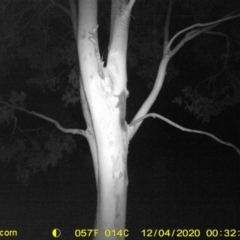 Petaurus norfolcensis (Squirrel Glider) at Table Top, NSW - 3 Dec 2020 by ChrisAllen