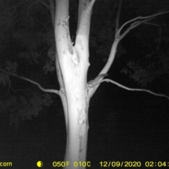 Petaurus norfolcensis (Squirrel Glider) at Table Top, NSW - 9 Dec 2020 by ChrisAllen