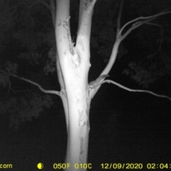 Petaurus norfolcensis (Squirrel Glider) at Monitoring Site 058 - Road - 8 Dec 2020 by ChrisAllen