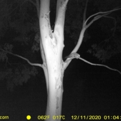 Petaurus norfolcensis (Squirrel Glider) at Albury - 10 Dec 2020 by ChrisAllen