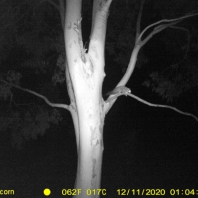 Petaurus norfolcensis (Squirrel Glider) at Monitoring Site 058 - Road - 10 Dec 2020 by ChrisAllen