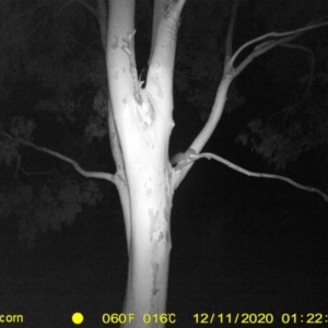 Petaurus norfolcensis at Table Top, NSW - 11 Dec 2020