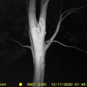 Petaurus norfolcensis at Table Top, NSW - 11 Dec 2020