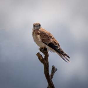 Falco cenchroides at Majura, ACT - 30 Jan 2021