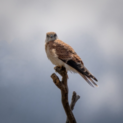 Falco cenchroides (Nankeen Kestrel) at Mount Majura - 30 Jan 2021 by trevsci