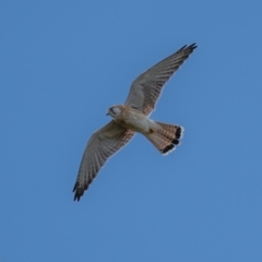 Falco cenchroides at Majura, ACT - 30 Jan 2021