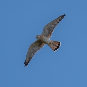 Falco cenchroides at Majura, ACT - 30 Jan 2021