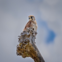 Falco cenchroides at Majura, ACT - 30 Jan 2021