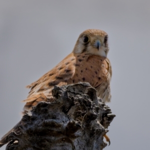 Falco cenchroides at Majura, ACT - 30 Jan 2021