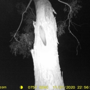 Petaurus norfolcensis at Undefined Area - 21 Nov 2020 10:56 PM