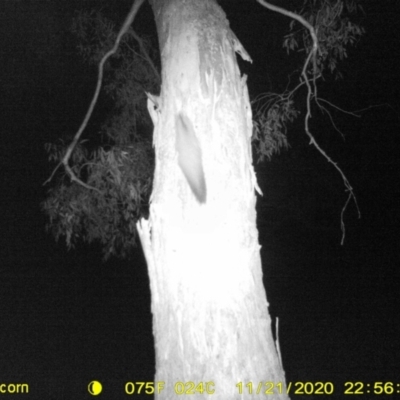 Petaurus norfolcensis (Squirrel Glider) at Albury - 21 Nov 2020 by ChrisAllen