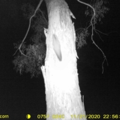Petaurus norfolcensis (Squirrel Glider) at Thurgoona, NSW - 21 Nov 2020 by ChrisAllen
