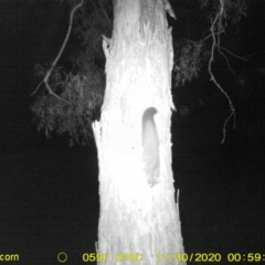 Petaurus norfolcensis (Squirrel Glider) at Monitoring Site 007 - Riparian - 29 Nov 2020 by ChrisAllen