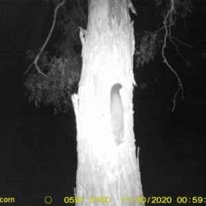 Petaurus norfolcensis at Thurgoona, NSW - 30 Nov 2020 12:59 AM