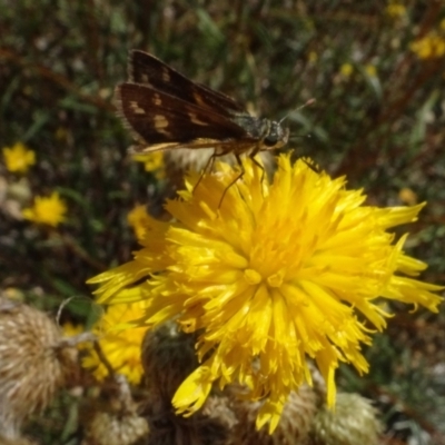 Ocybadistes walkeri (Green Grass-dart) at Molonglo Valley, ACT - 31 Jan 2021 by AndyRussell