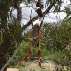 Trichonephila edulis (Golden orb weaver) at Molonglo Valley, ACT - 31 Jan 2021 by AndyRussell