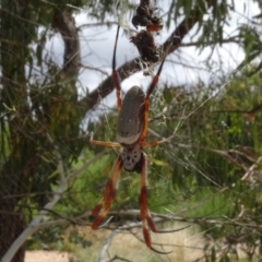 Trichonephila edulis (Golden orb weaver) at National Arboretum Woodland - 31 Jan 2021 by AndyRussell