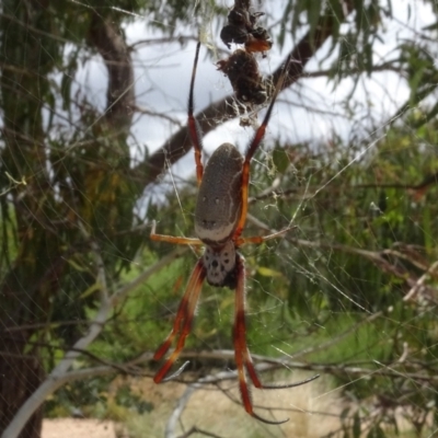 Trichonephila edulis (Golden orb weaver) at Molonglo Valley, ACT - 31 Jan 2021 by AndyRussell