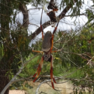 Trichonephila edulis (Golden orb weaver) at National Arboretum Woodland - 31 Jan 2021 by AndyRussell