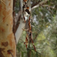 Trichonephila edulis at Molonglo Valley, ACT - 31 Jan 2021 12:05 PM