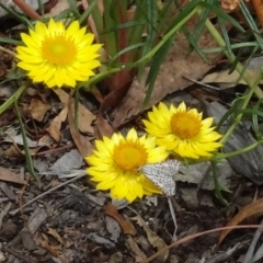 Utetheisa (genus) (A tiger moth) at Sth Tablelands Ecosystem Park - 31 Jan 2021 by AndyRussell