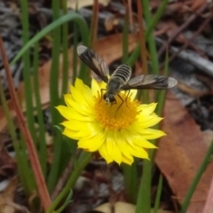 Comptosia sp. (genus) (Unidentified Comptosia bee fly) at Sth Tablelands Ecosystem Park - 31 Jan 2021 by AndyRussell