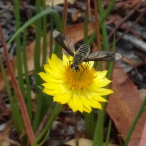 Comptosia sp. (genus) at Sth Tablelands Ecosystem Park - 31 Jan 2021