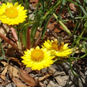 Comptosia sp. (genus) at Sth Tablelands Ecosystem Park - 31 Jan 2021