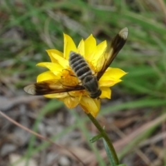 Comptosia sp. (genus) at Sth Tablelands Ecosystem Park - 31 Jan 2021