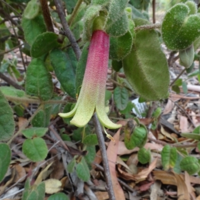 Correa reflexa var. reflexa (Common Correa, Native Fuchsia) at Molonglo Valley, ACT - 31 Jan 2021 by AndyRussell