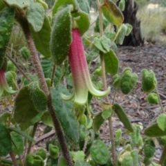 Correa reflexa var. reflexa at Molonglo Valley, ACT - 31 Jan 2021