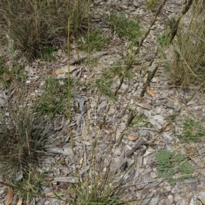 Sporobolus creber (Slender Rat's Tail Grass) at National Arboretum Woodland - 31 Jan 2021 by AndyRussell