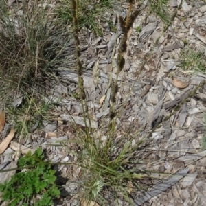 Sporobolus creber at Molonglo Valley, ACT - 31 Jan 2021