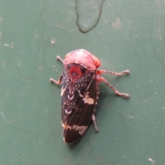 Eurymeloides punctata (Gumtree hopper) at Flynn, ACT - 31 Jan 2021 by Christine